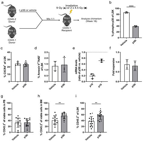 Competitive sgRNA Screen Identifies p38 MAPK as a Druggable Target to ...