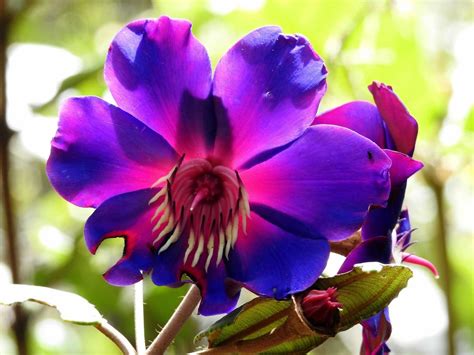 El Huila conmemoró los 15 años del Páramo de Miraflores - TSM Noticias