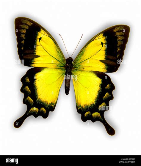 What Does It Mean When A Yellow And Black Butterfly at Caitlin Grimmett ...