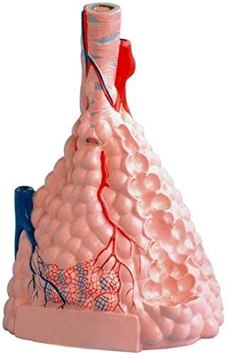 Buy Human Anatomy Model Anatomical Model Lobular Pulmonary Alveolar ...