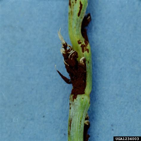smut (Genus Ustilago (Pers.) Roussel)
