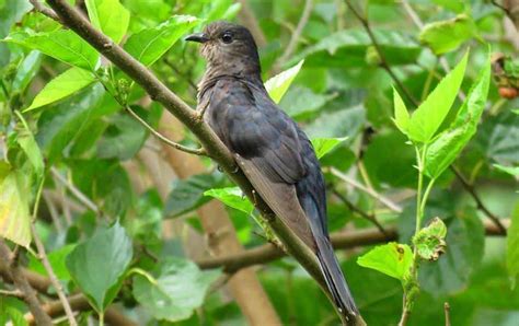 Cuckoos, Malkohas and Coucals in East Africa