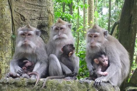Best Of Ubud: UNESCO Rice Terraces, Monkey Forest & Waterfall 2022 - Viator