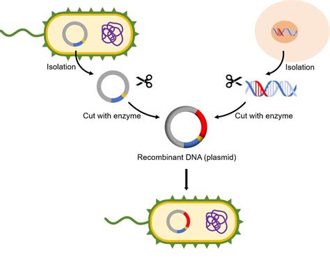 Cloning 的图像结果