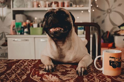 Dogs Drinking Coffee