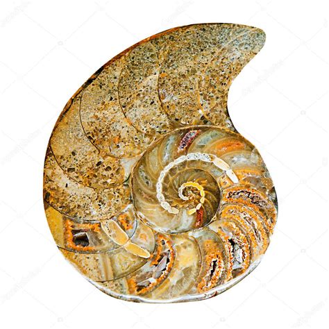 Image result for Ancient Shell Sea Creature