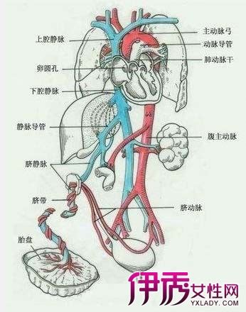 【肚脐右边是什么器官】【图】肚脐右边是什么器官 还有你平时不知晓的重要器官_伊秀健康|yxlady.com