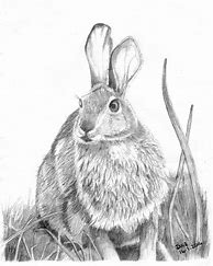 Image result for Photos or Art of Rabbit in the Wild