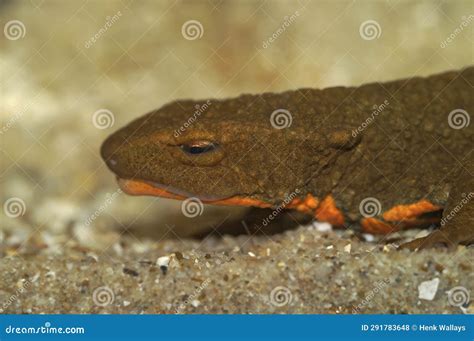 Facial Closeup On An Endangered And Large Vietnamese Tam-Dao Warty Newt, Paramesotriton ...