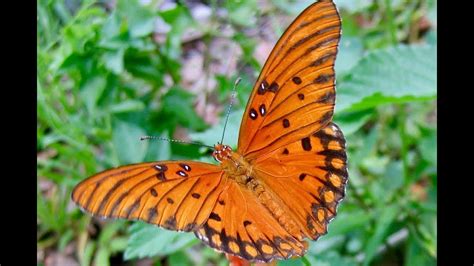 Image result for Windows Forms DataGridView Example