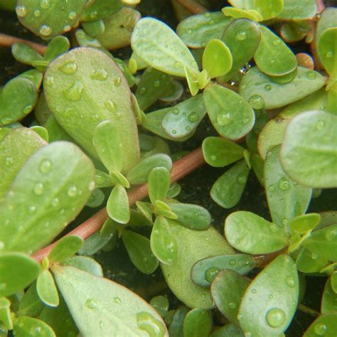 Purslane- Green seeds | The Seed Collection