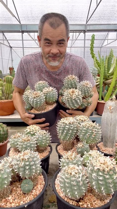 Peyote Cactus (Lophophora williamsii) Care Guide