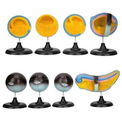 Buy Atyhao Frog Embryo Model, Frog Embryo Development Anatomical Model ...