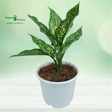 Aglaonema Snow White Plant