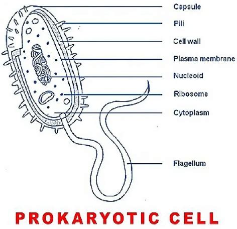 Prokaryotic Cell: Diagram, Definition and Examples