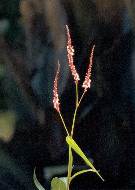 Vital aspiration for union with the Divine : flower