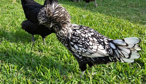 Silver Laced Polish 25 1/2 weeks | BackYard Chickens - Learn How to ...