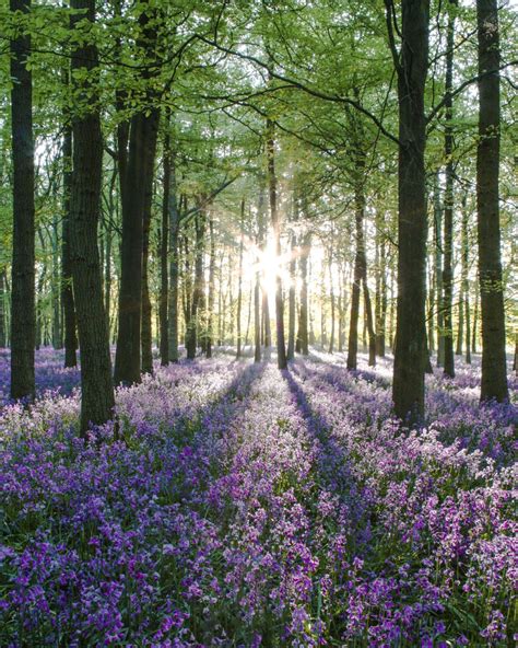 Activities in Spring 的图像结果