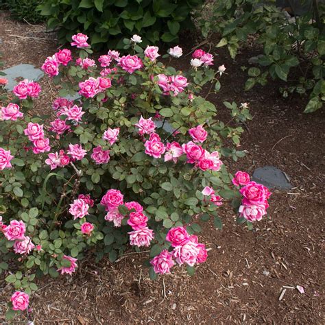 Pink Double Knockout Rose Planting Instructions at Petra Webster blog