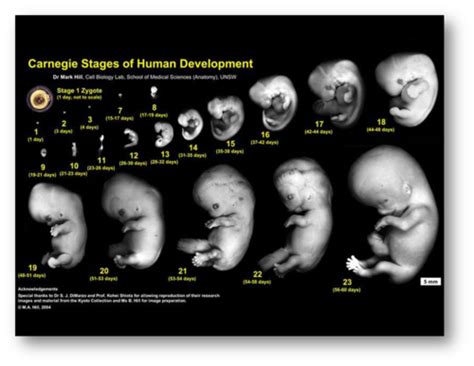 Image result for 2 Week Embryo