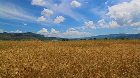 fake settlement of 85 kattha land in bihar gopalganj district एक ही ...