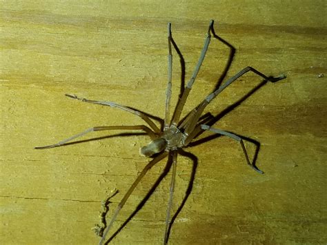 Male Kukulcania hibernalis (Southern House Spider) in Ocilla, Georgia ...