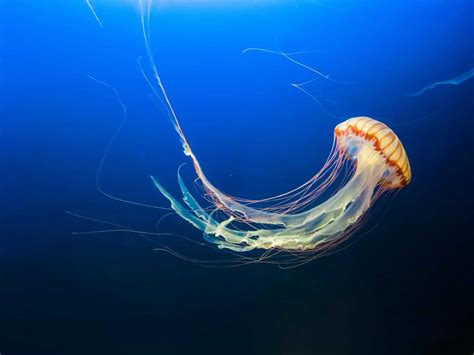 Image result for Jellyfish Tutorial C4d