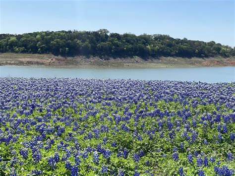 Where to See Wildflowers in Central Texas - Tribeza