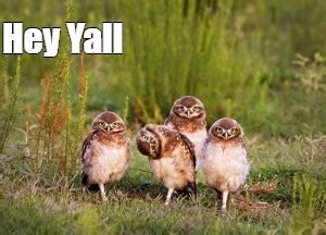 Image result for Yall Meme Compilation