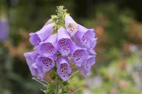 Purple Things: 103 Things That Are Purple in Nature (2022) • Colors ...