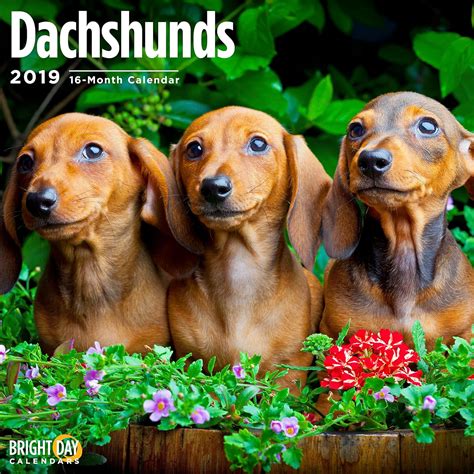 2020 Dachshunds 16 Month 12 x 12 Wall Calendar by Bright Day Calendars ...