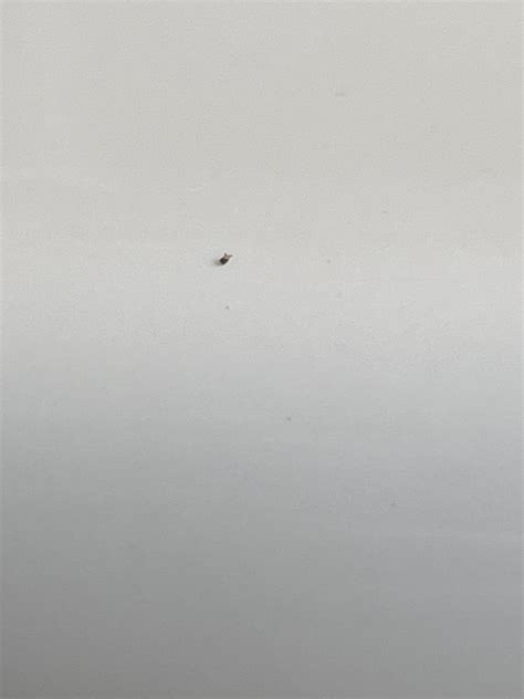 found a shit ton of these tiny tiny black to grey bugs that are no ...
