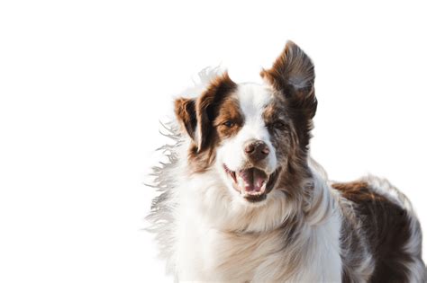 Image result for Simple Remove Background of Image Using JavaScript