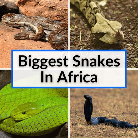 Biggest Snakes In Africa (8 Gigantic Serpents To Avoid)