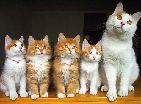Cat Family Pictures Worth Sharing – Petsworld