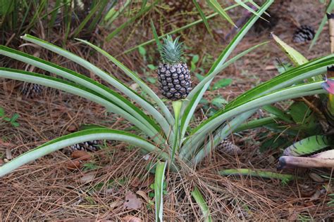 Do pineapples grow on trees? - Birds and Blooms