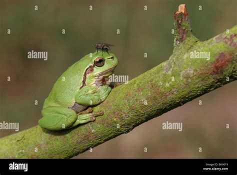 Image result for Tree Frog Fly