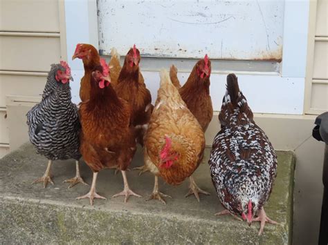 Best Chicken Breeds for Beginners - Areyoupop