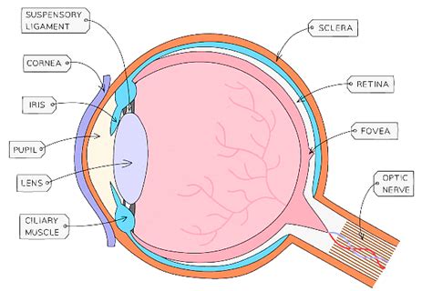The Eye - Biology for Grade 10 PDF Download