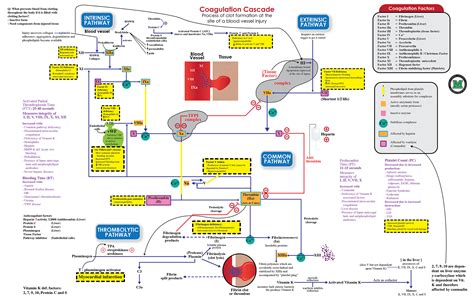 Coagulation Pathway