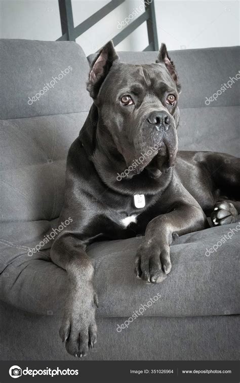 Cane Corso Grey