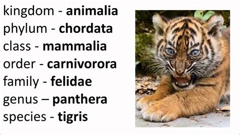 Image result for Tiger Classification Chart