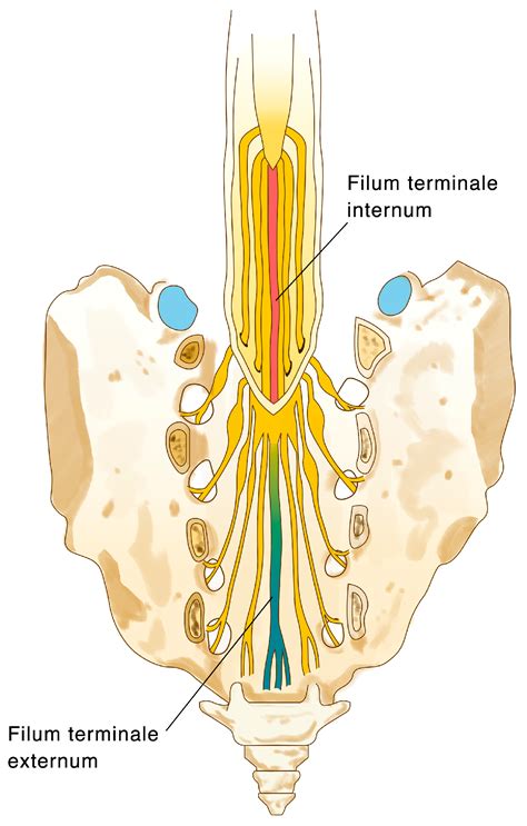 The Surgical Histopathology of the Filum Terminale: Findings from a ...