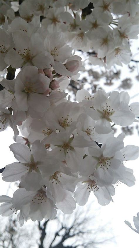 Cherry Tree 的图像结果