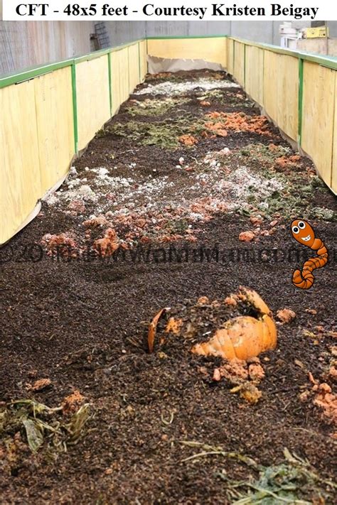 Basement Worm Farm 的图像结果