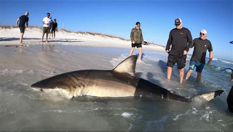 Shark Sightings Panama City Beach