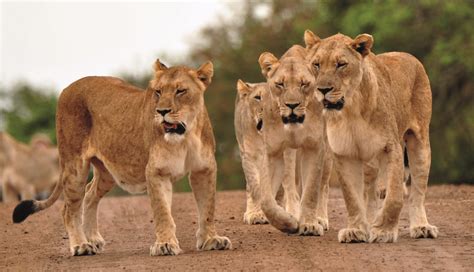 Lion Guide 的图像结果