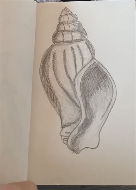 Image result for Shell Drawing Sheet