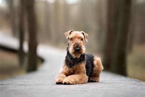 Airedale Terrier Dog Breed Health and Care | PetMD