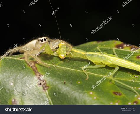 Predator Jumping Spider Predator Stock Photo 231872659 | Shutterstock